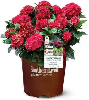 Heart Throb Hydrangea (2 Gallon) Southern Living Plant Collection - Macrophylla Red Mophead - Reblooming Full Sun Live